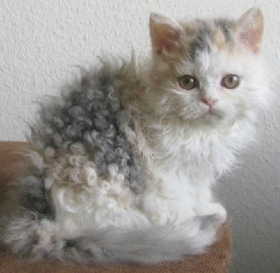 什么猫可以和泰迪混养的,什么猫适合和泰迪一起养