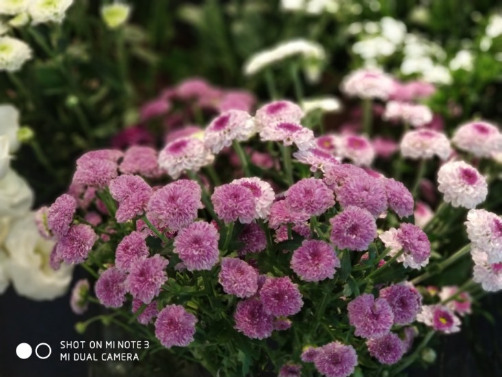 小米note3拍照一塌糊涂,小米note3颜值