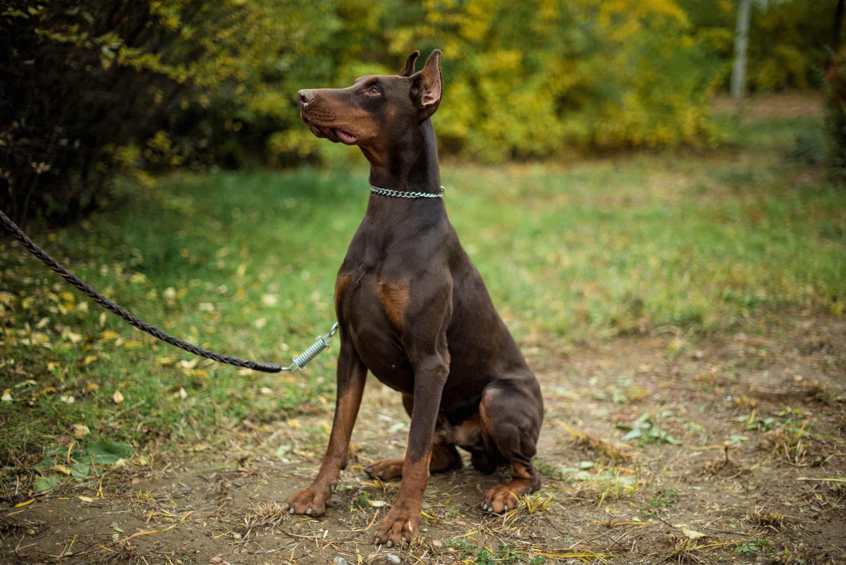 杜宾犬的习性有哪些,杜宾犬的日常生活