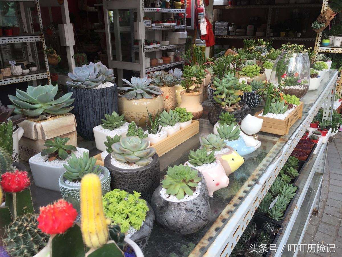 旅游景点—深圳荷兰花卉小镇，你心中的文艺世界却不成关注的地方