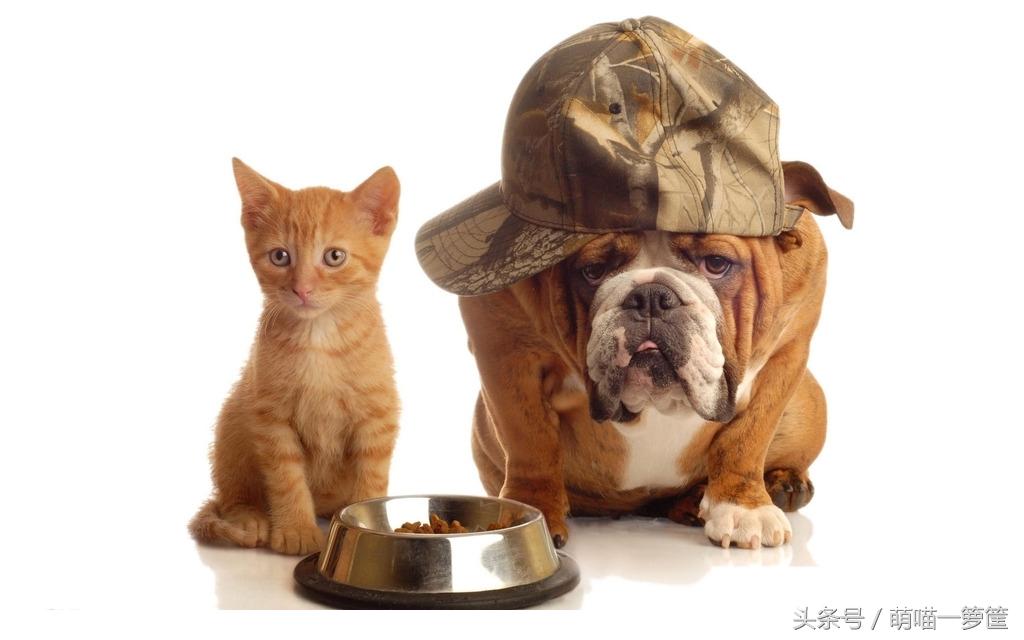 猫咪智商高是什么表现,猫咪智商高的十大表现