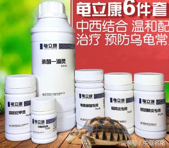 秋天龟龟到家怎么处理,秋季乌龟生病怎么处理