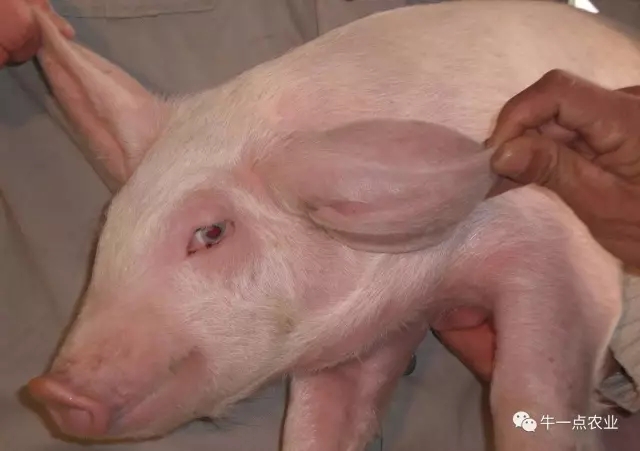 猪水肿病是由什么菌引起的,生猪水肿病的症状及治疗方法