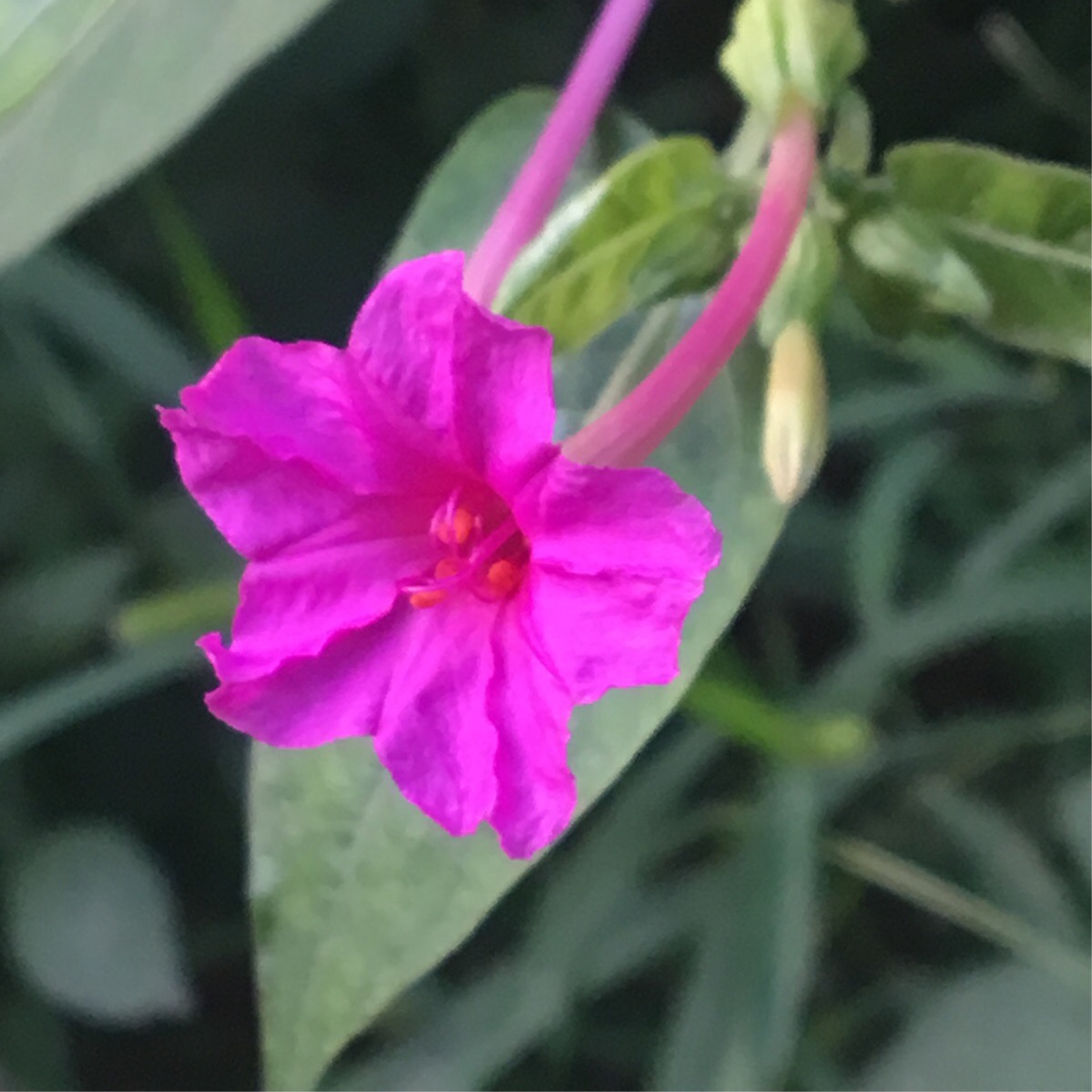 紫茉莉花的作用与用途,紫茉莉花功效是个宝