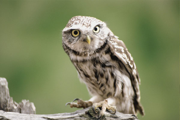 鸟类的视觉能力远超人类想象，神奇的导航能力曾长期让科学家困惑