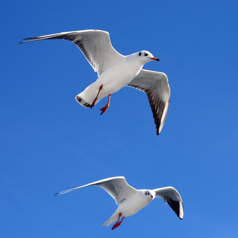 鸟类的视觉能力远超人类想象，神奇的导航能力曾长期让科学家困惑