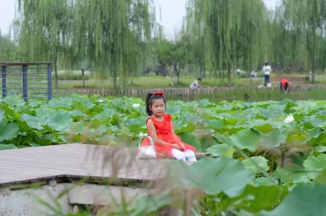 美丽的郑州北龙湖湿地公园,郑州北龙湖湿地公园初冬游记