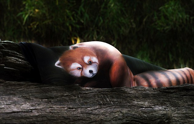 美丽的芭蕾舞者,美丽的芭蕾舞者视频