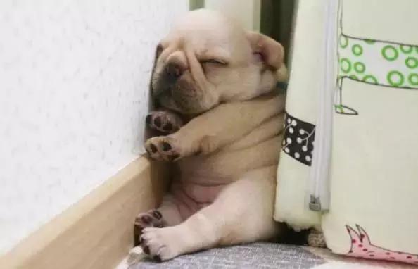 狗狗是怎么生小宝宝的,狗狗生宝宝急救常识大全集