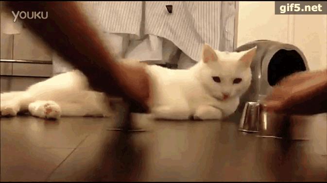 猫咪智商高是什么表现,猫咪智商高的十大表现