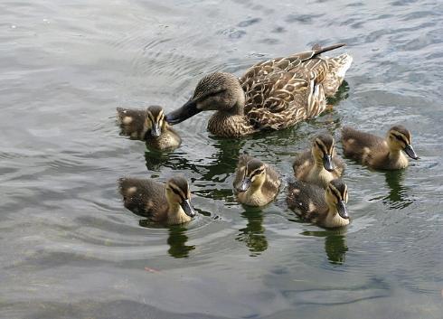 鸟类的视觉效果和人类一样吗,鸟类的视觉有多发达