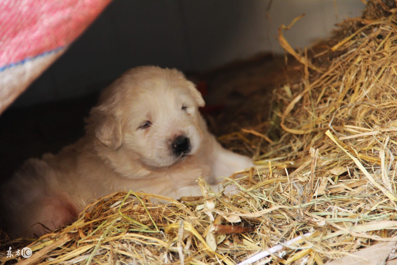 判断母狗怀孕的视频,判断母狗是否怀孕最简单的方法