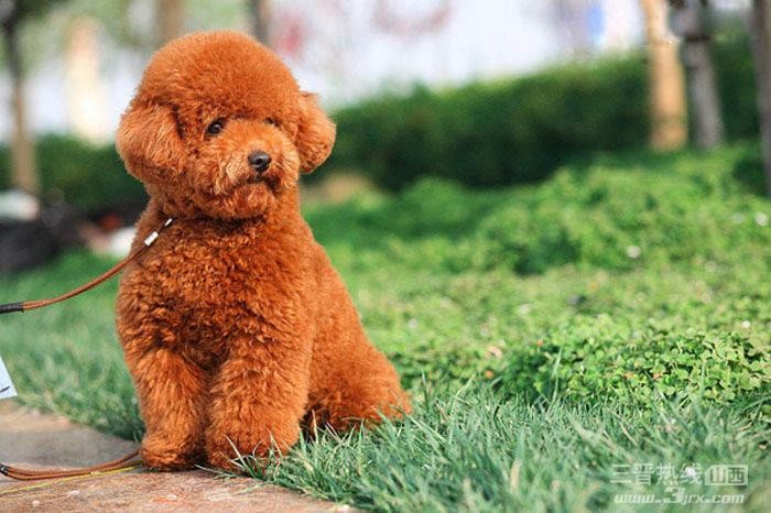 宠物狗买多少钱的合适养,狗的价格表宠物狗种类