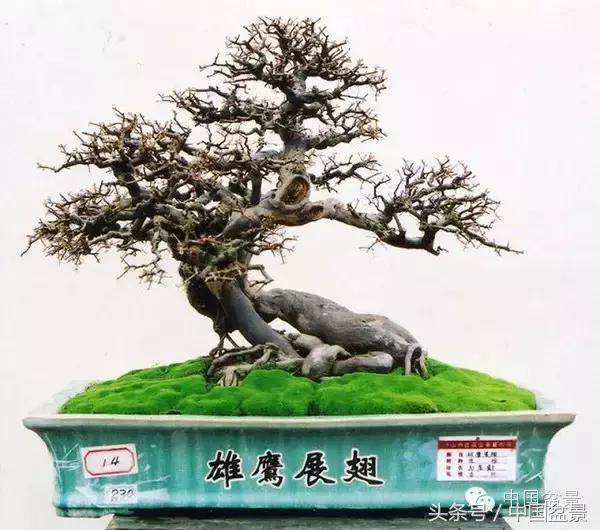 盆景收藏的前景,盆景收藏视频大全