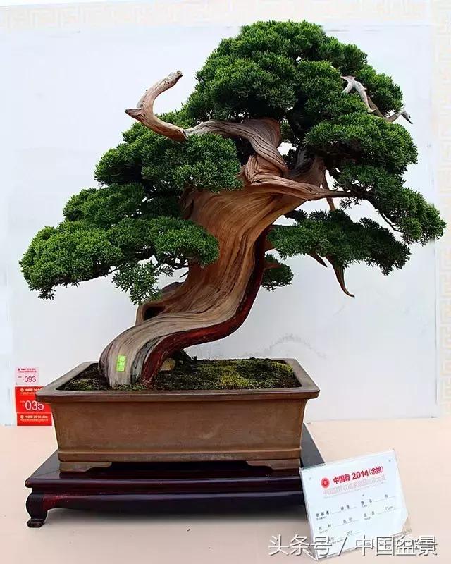 盆景收藏的前景,盆景收藏视频大全