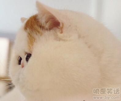 老婆是个短发，今儿结婚戴假发