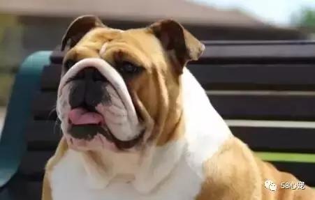 一梦谈狗:英牛那么丑,价格又贵,为什么还有那么多人养?