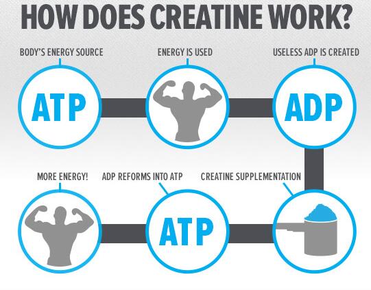 肌酸钠功效与作用,水肌酸的作用