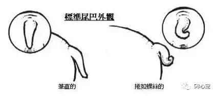 一梦谈狗：英牛那么丑，价格又贵，为什么还有那么多人养？