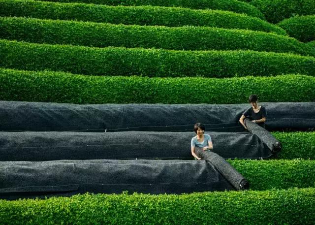 世界各国茶叶价格排行榜最新,世界各国茶叶消费排名