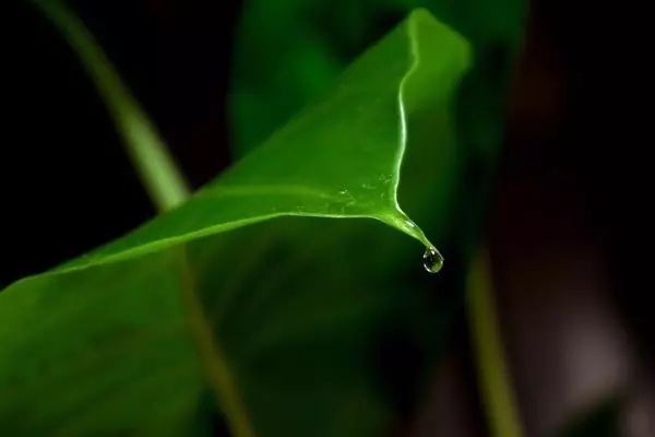 香芋和芋头的区别口感,海芋芋头的区别