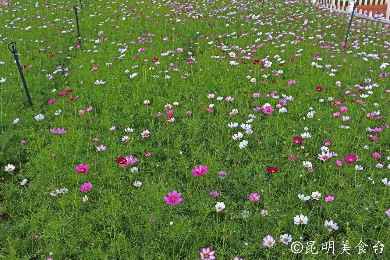 昆明捞鱼河公园万株野花如期绽放，国庆节踩烂2张共享单车也得去