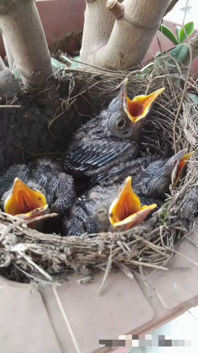 小八哥说话用捻舌头吗,八哥要捻舌头才会说话吗