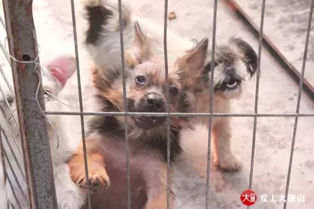 我们用镜头记录生活,记录流浪狗真实生活