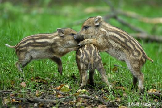 养猪福利,给猪喂驱虫药猪拉稀咋回事
