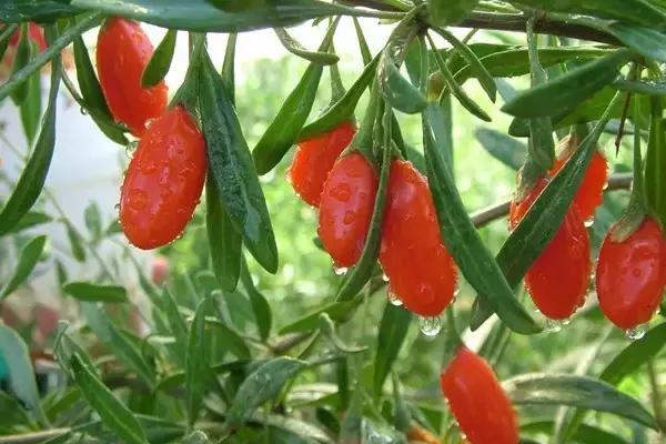 真的要“谈铜色变”？其实，慎重使用就行