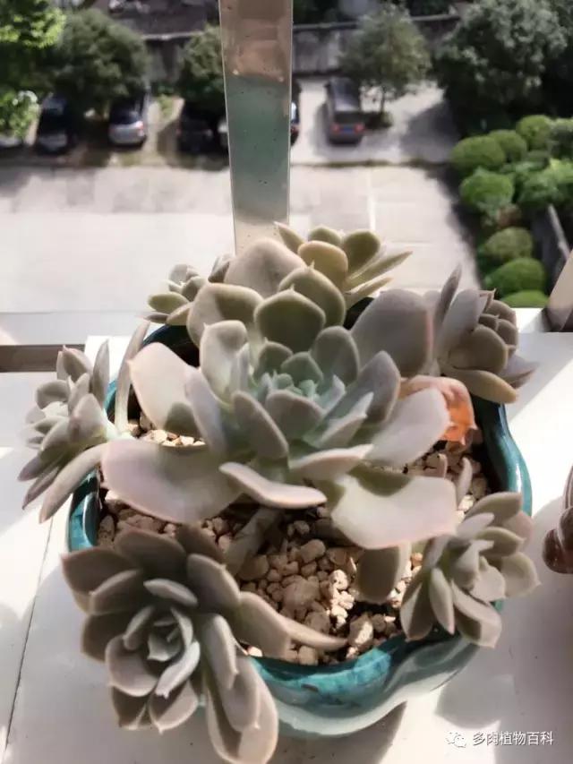 秋风送爽适用于九月吗,秋风送爽赏景天