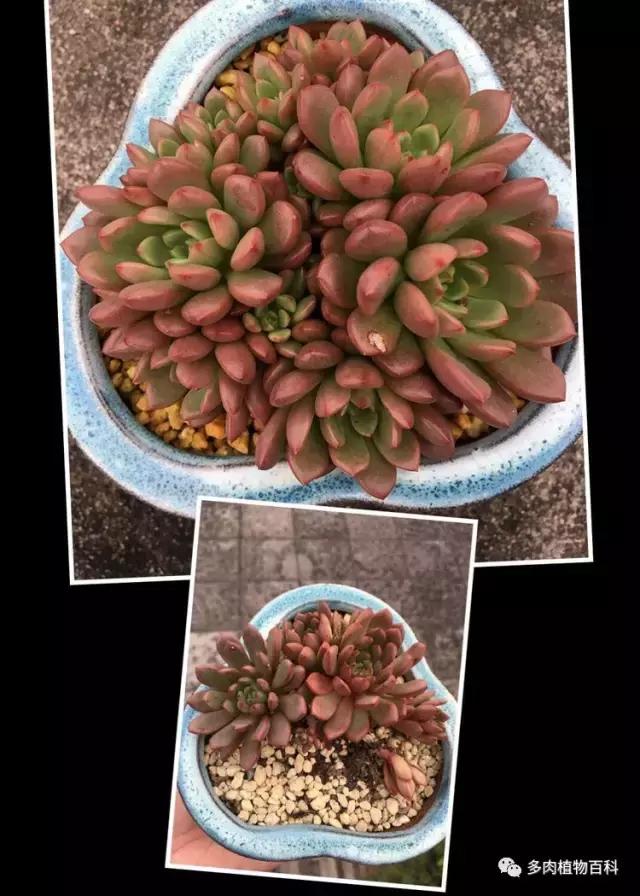 秋风送爽适用于九月吗,秋风送爽赏景天