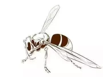 吃野生马蜂蛹违法吗,吃马蜂的蜂蛹中毒是什么原因