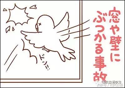 不小心踩死自己的宠物痛哭流涕,不小心把宠物压死了