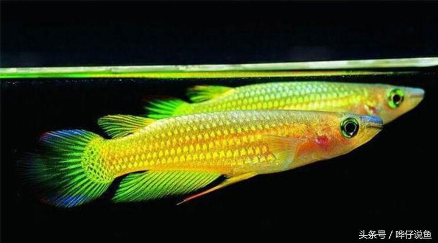 一条小小金龙鱼多少钱,2万元一条金龙鱼