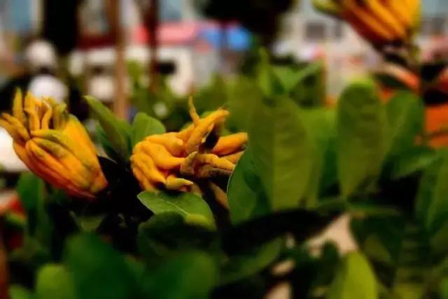 佛手柑果的栽培和管理,佛手柑管理方法