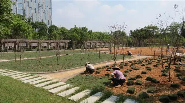 待到明年春来，许你千米桃花，番禺这里将打造2000平方米桃花林！