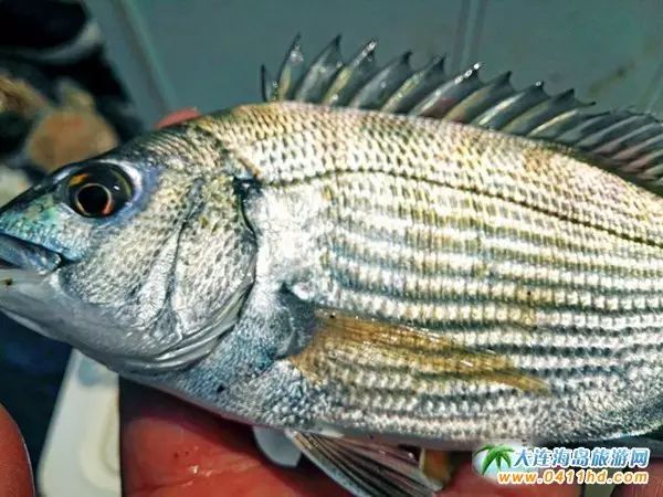 国庆大连去哪个海岛,国庆八天假去哪玩江西