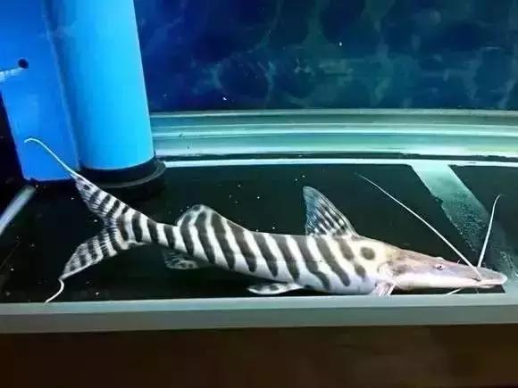 家装水景鱼缸造型全景,家居水景大号