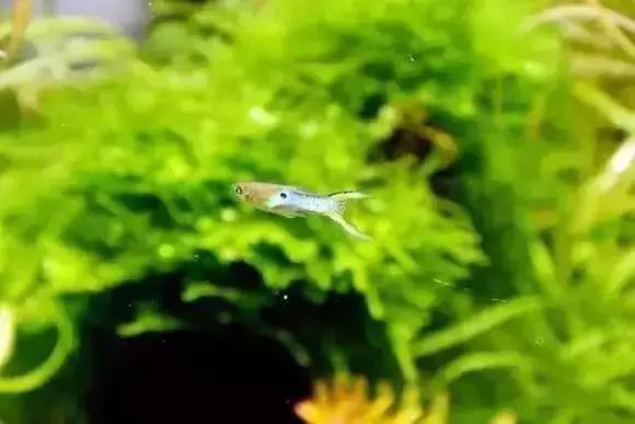 家装水景鱼缸造型全景,家居水景大号