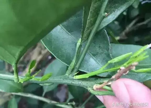 致命的小黑点!一旦染上这种病,柑橘彻底毁容,果农收入减半
