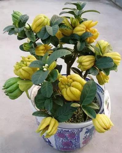 佛手柑果的栽培和管理,佛手柑管理方法