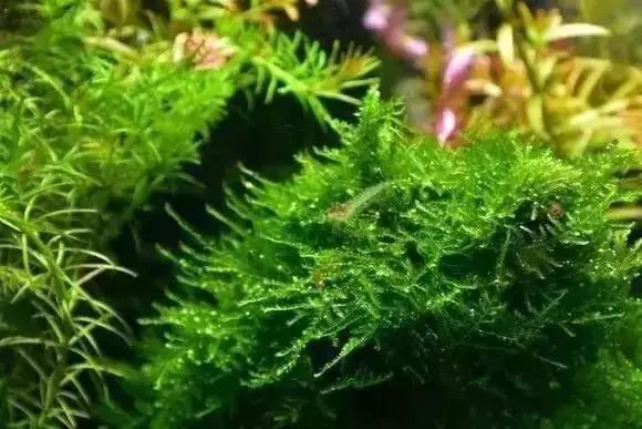 家装水景鱼缸造型全景,家居水景大号