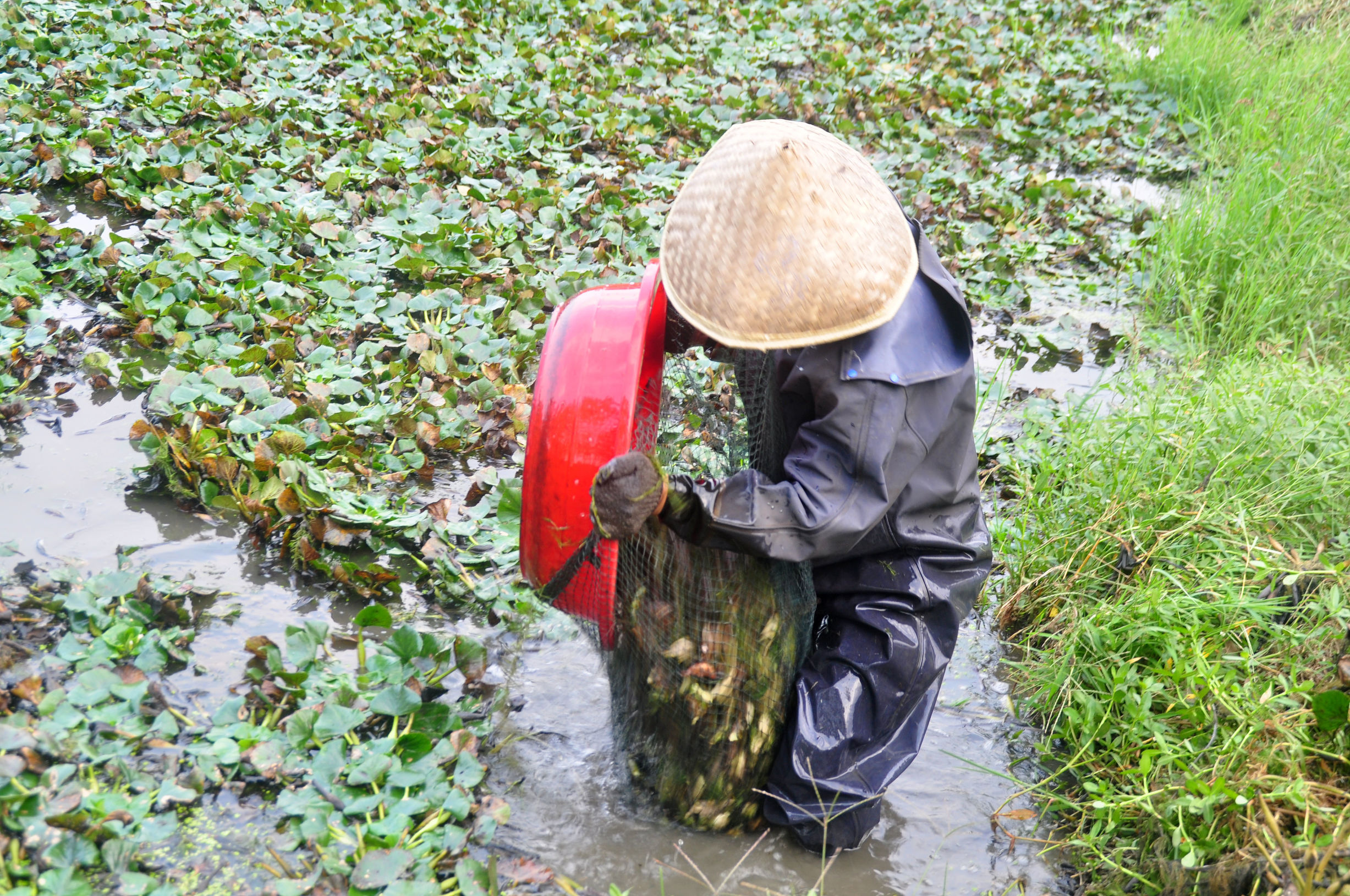 菱角采摘的过程,新鲜菱角开始采摘吃起来粉糯香甜
