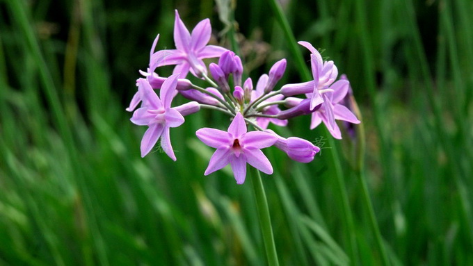 开在秋季的紫藤花,开在秋天的花卉有什么品种