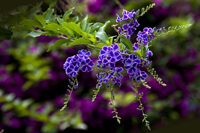 开在秋季的紫藤花,开在秋天的花卉有什么品种