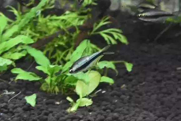 家装水景鱼缸造型全景,家居水景大号