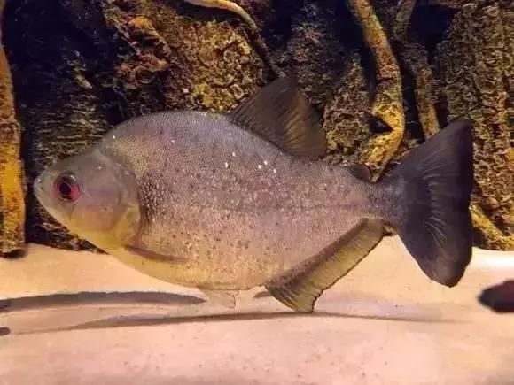 家装水景鱼缸造型全景,家居水景大号