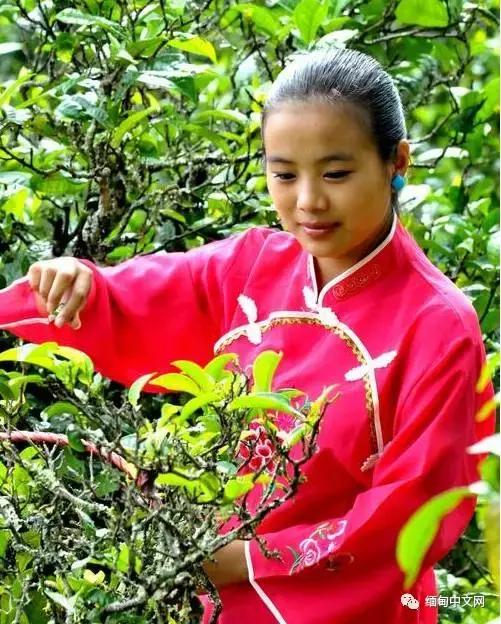 缅甸的最出名特产,缅甸最出名特产