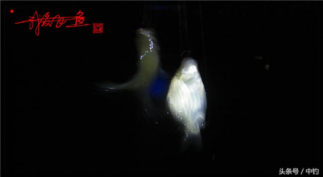 乌河湿地公园夜钓鱼,乌水边夜钓